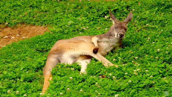 Escenas de la naturaleza - Bebé canguro y lémur