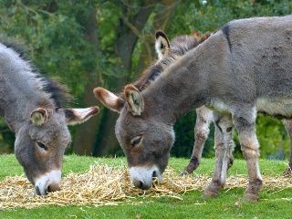Escenas de la naturaleza - Animales bebés: mini burro, cerditos, panda rojo, oveja