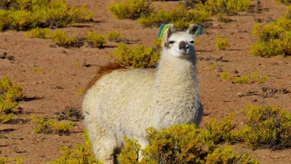 Escenas de la naturaleza - Vida salvaje de Bolivia