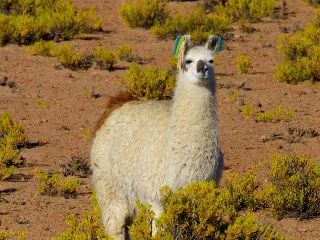 Escenas de la naturaleza - Vida salvaje de Bolivia