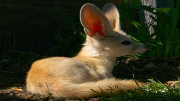 Escenas de la naturaleza - Perrito de la pradera