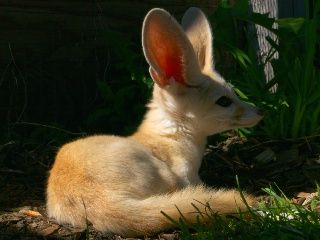 Escenas de la naturaleza - Perrito de la pradera