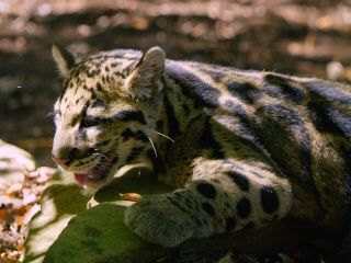 Escenas de la naturaleza - Animales bebés: pantera nebulosa, panda rojo, jirafa