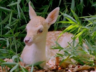 Escenas de la naturaleza - Bebe ciervo