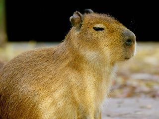 Escenas de la naturaleza - Animales bebés: carpincho, babuino, tití, suricata