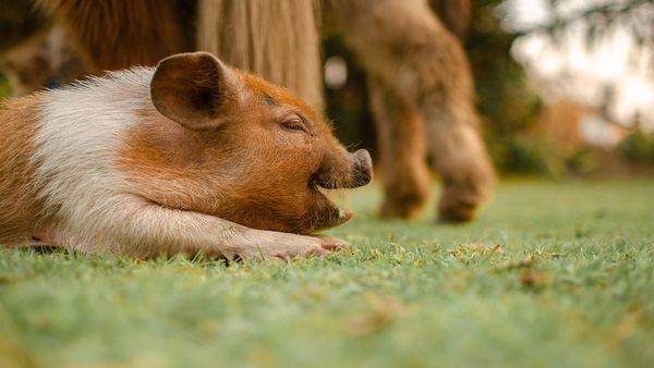 Escenas de la naturaleza - Animales bebés: wombats, cerdo, quol oriental, mono ardilla y bebé ganso
