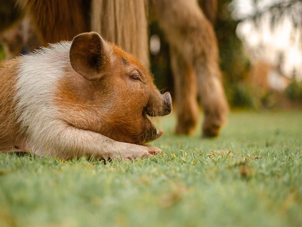 Escenas de la naturaleza - Animales bebés: wombats, cerdo, quol oriental, mono ardilla y bebé ganso