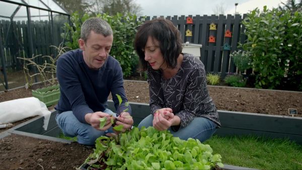 Grow, Cook, Eat - Beetroot