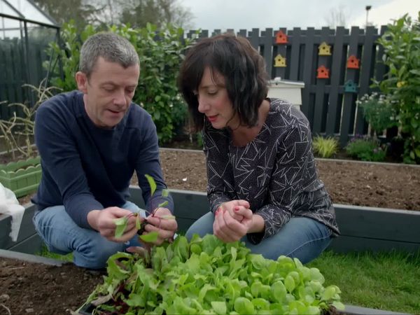 Grow, Cook, Eat - Beetroot
