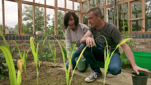 Grow, Cook, Eat - Sweetcorn