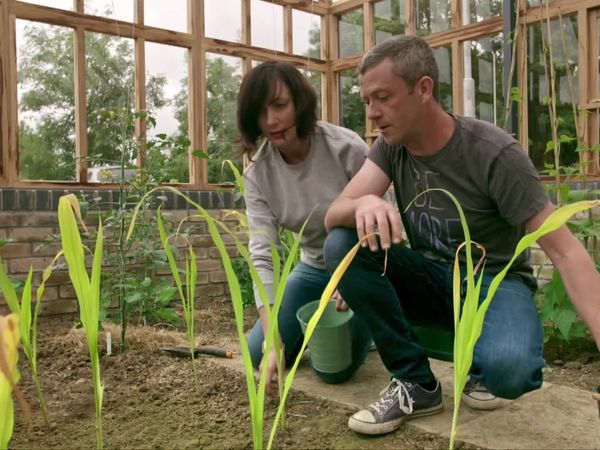 Grow, Cook, Eat - Sweetcorn