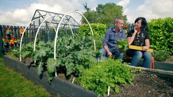 Grow, Cook, Eat - Lettuce