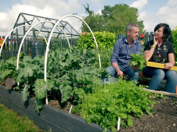 Grow, Cook, Eat - Lettuce