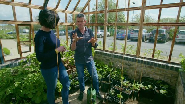 Grow, Cook, Eat - Cucumber