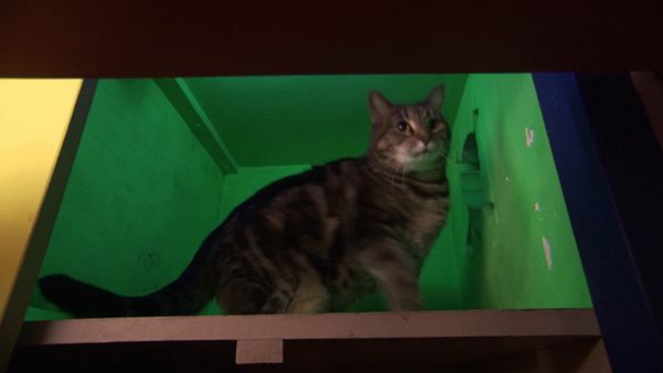 Minha Estranha Obsessão - A Casa do Gato / Meu Salão Oval