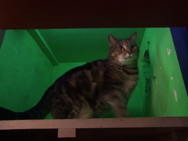 Minha Estranha Obsessão - A Casa do Gato / Meu Salão Oval