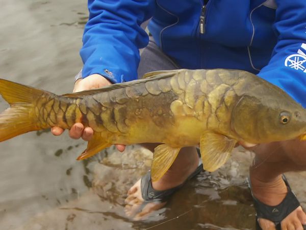 IFISH - Wyangala Dam, New South Wales