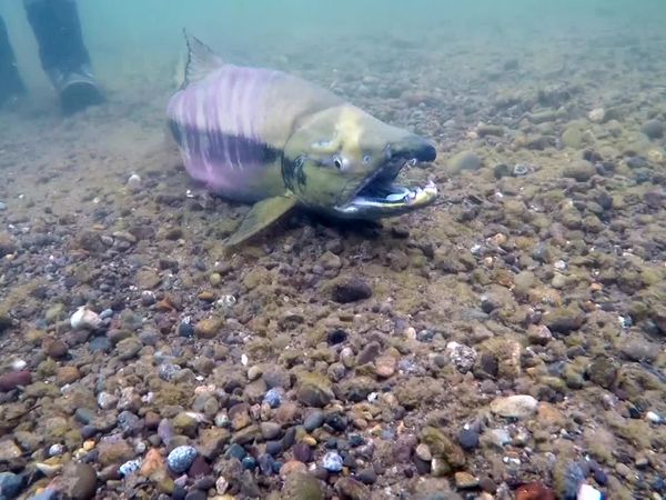IFISH - ATA Lodge, Alagnak River, Alaska - Part 2