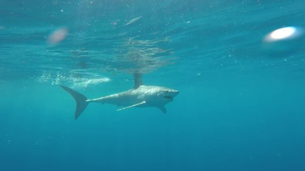 IFISH - Mako Shark, St Helens, TAS