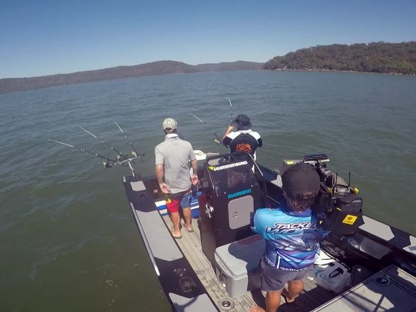 IFISH - Mulloway - Hawkesbury River, NSW