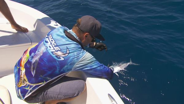 IFISH - GT's - Yeppoon, QLD