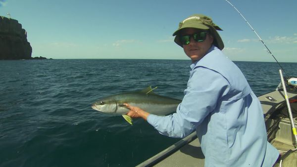 IFISH - Yellowtail Kingfish, Jervis Bay, NSW