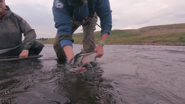 Icelandic Tails - Episode 2