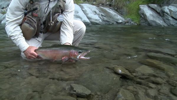 Planet Fly Fish - Hatch