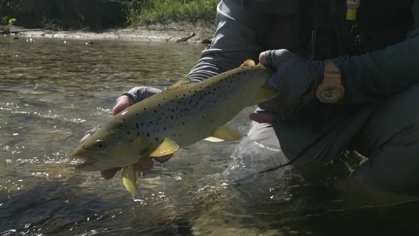 Pure Fly NZ - Southland Willow Grubbers