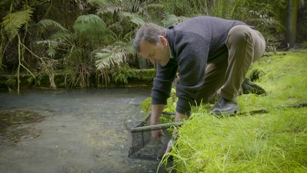 Pure Fly NZ - North Island Tiki Tour