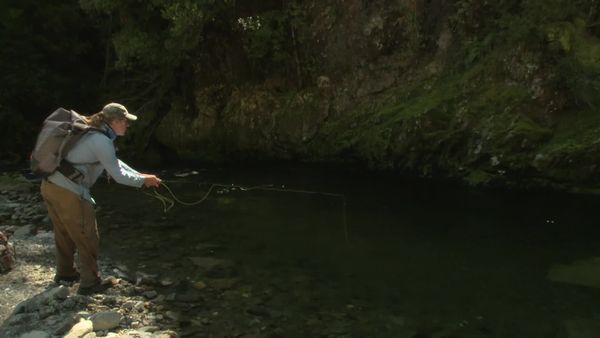 Pure Fly NZ - Kahurangi Gold