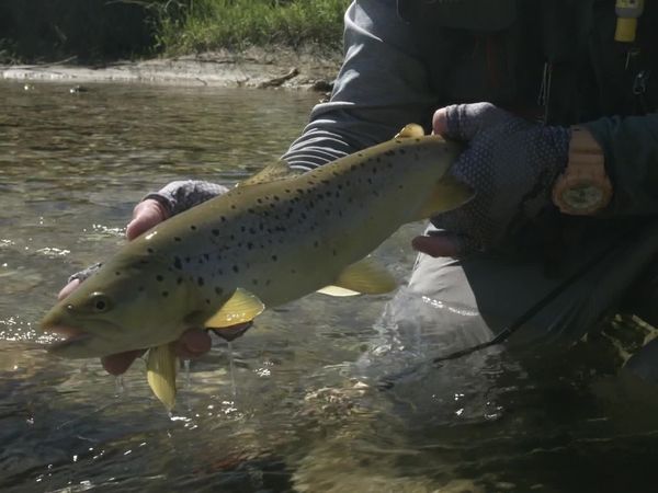 Pure Fly NZ - Southland Willow Grubbers
