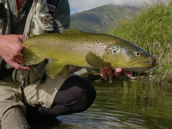 Pure Fly NZ - West Coast Explorer