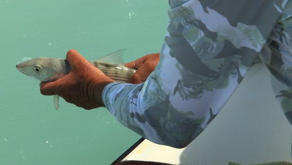 Anglers Digest - Turks Caicos 2