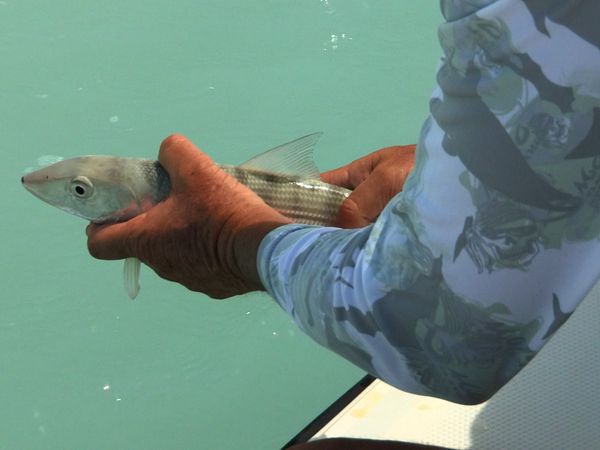 Anglers Digest - Turks Caicos 2