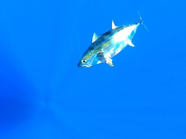 Anglers Digest - Turks Caicos 1