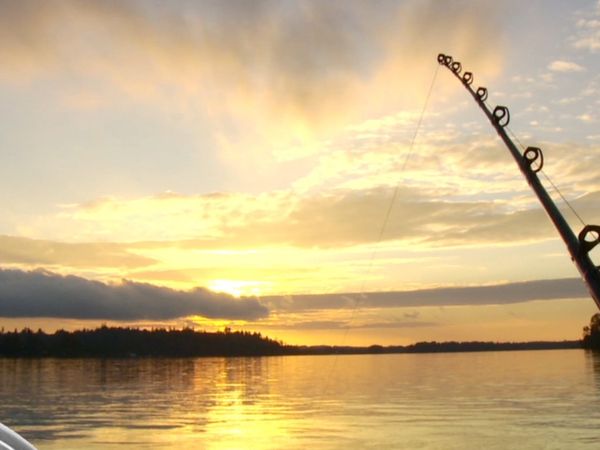 Fishful Thinking - Florida Bass and Flatfish Salmon