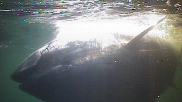 Fishful Thinking - P.E.I. Bluefin Tuna