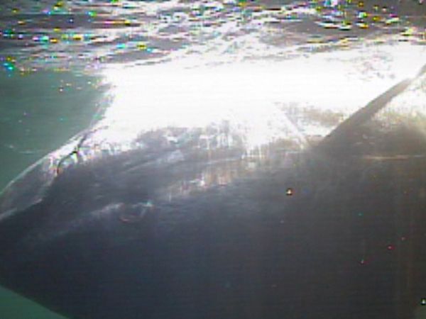 Fishful Thinking - P.E.I. Bluefin Tuna