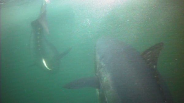Fishful Thinking - Big Fish of the Year