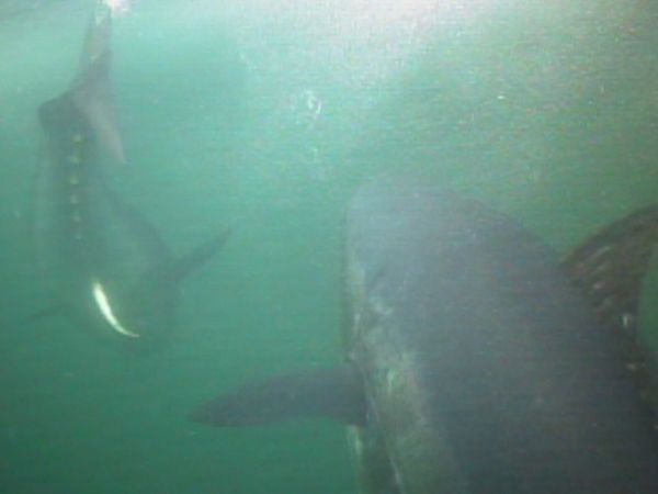 Fishful Thinking - Big Fish of the Year