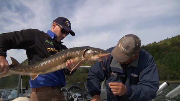 Fishful Thinking - New Brunswick Sturgeon