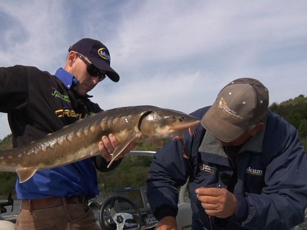 Fishful Thinking - New Brunswick Sturgeon