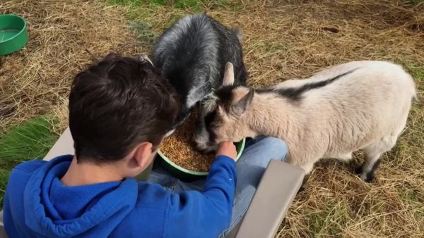 Cães de Terapia - Jackson e os Pygmy Goats Sam e Molly