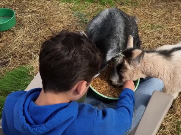 Cães de Terapia - Jackson e os Pygmy Goats Sam e Molly