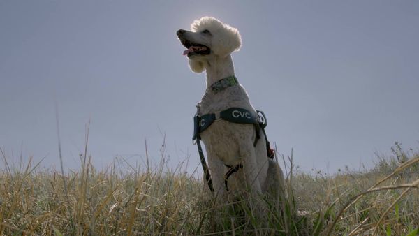 Cães de Terapia - Michelle e Thomson Rob e Thor