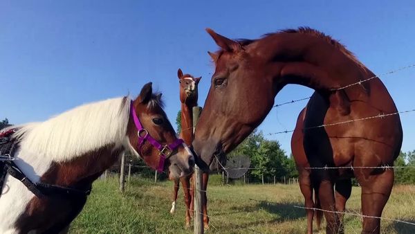 Cães de Terapia - Braeburn e Annabelle, Lynn e Zev