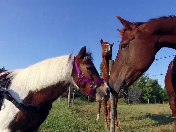Cães de Terapia - Braeburn e Annabelle, Lynn e Zev