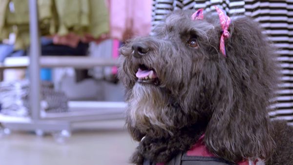 Cães de Terapia - Mahogany & Hope, Jessica & Honey