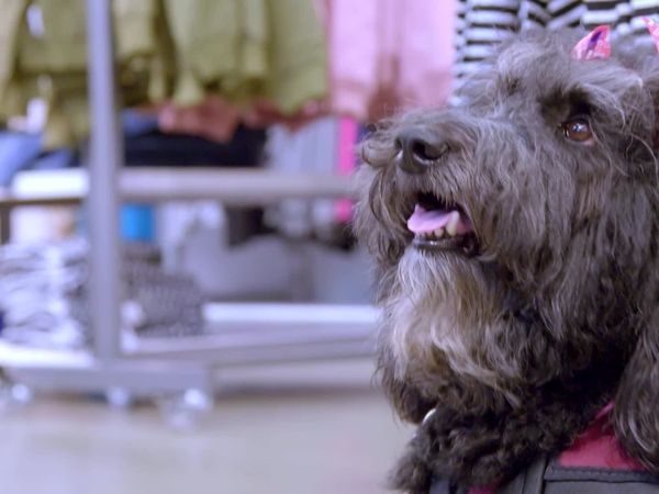 Cães de Terapia - Mahogany & Hope, Jessica & Honey